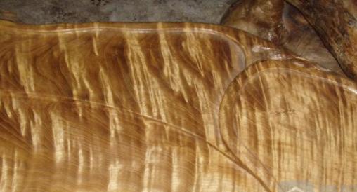 金丝木是属于什么木材？做家具好不好
