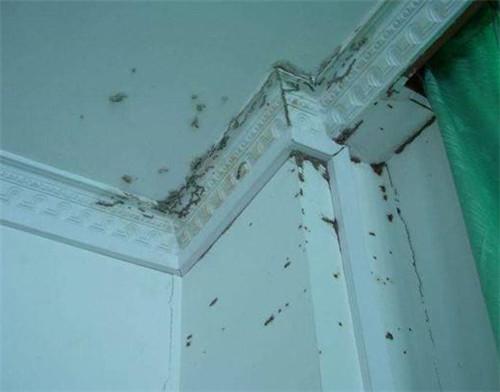 装修房子需要做防白蚁处理吗（新房装修如何做好防白蚁工作）